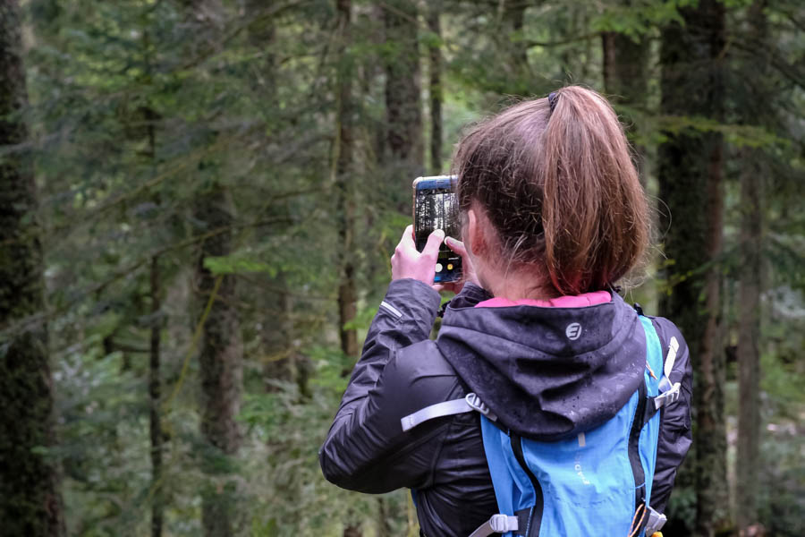 Dans la Loire, une femme prend les arbres d'un forêt du Pilat en photo avec son smartphone