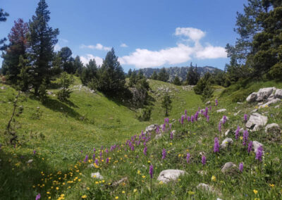 L'ambiance printanière du massif du Vercors, fleurs et montagne