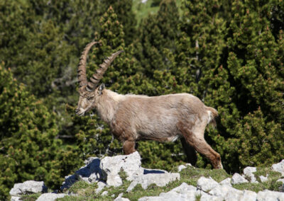 Le bouquetin du Vercors, que nous avons de grandes chances de croiser