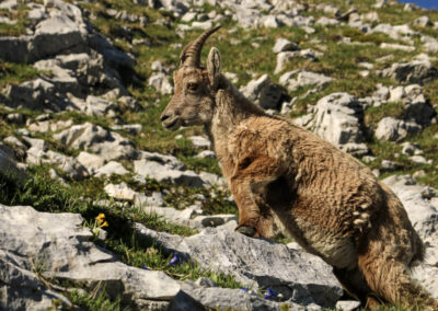 Une étagne, bouquetin femelle, en balade dans le Vercors