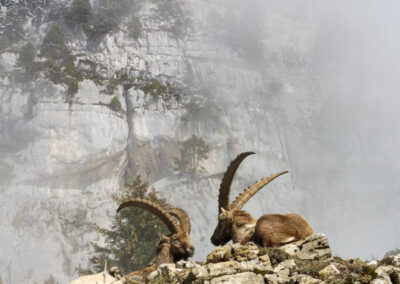 Des bouquetins dans la brume en Chartreuse