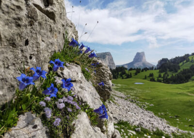 Petites fleurs du Vercors, avec le Mont Aiguille en fond