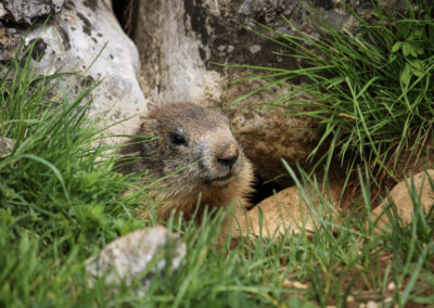 Petite marmotte du Vercors