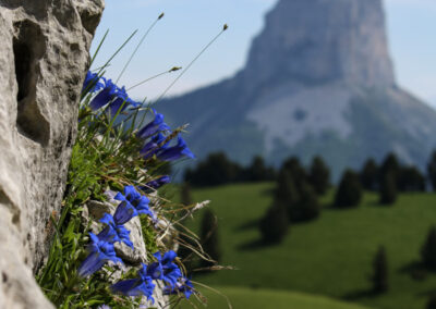 Petites fleurs bleues du Vercors, avec le Mont Aiguille en fond