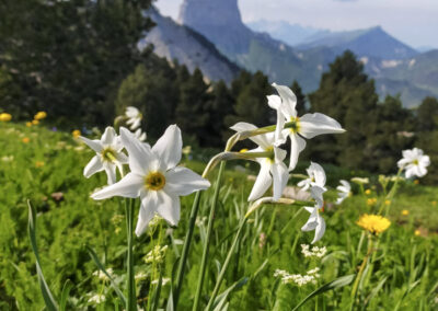 Fleurs narcisses du Vercors, avec le mont Aiguille en fond