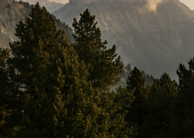 Fleurs jaunes du Vercors et Mont Aiguille